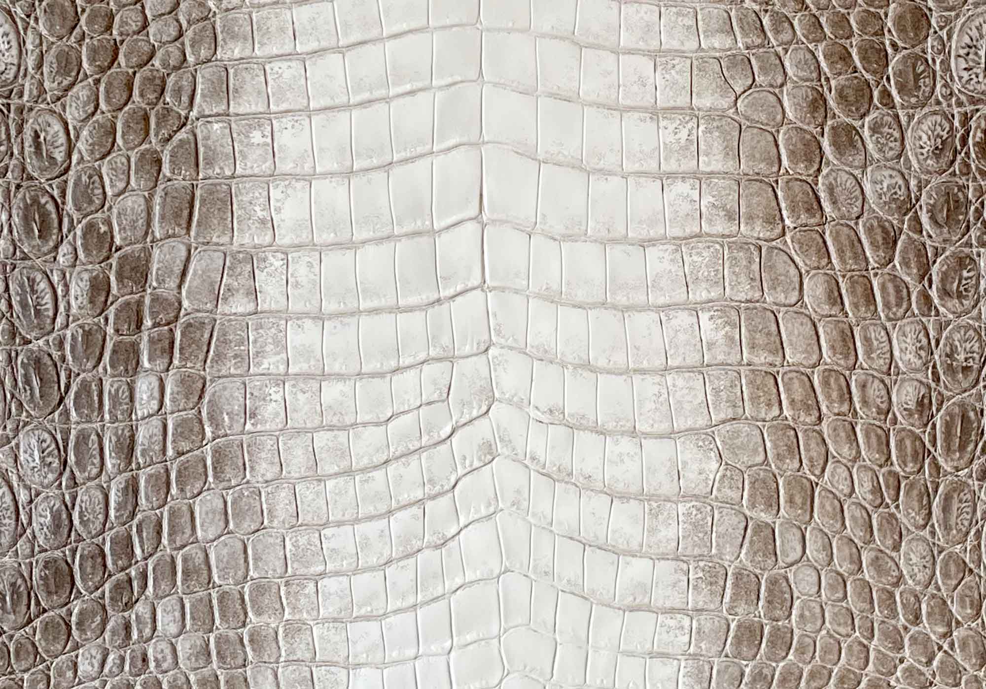 Rare Himalayan white and taupe crocodile hide texture